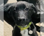 Small #3 Border Collie Mix