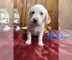 Small #9 Labrador Retriever