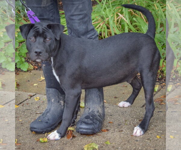 Medium Photo #8 American Staffordshire Terrier-Unknown Mix Puppy For Sale in Huntley, IL, USA