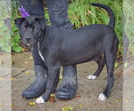 Small #7 American Staffordshire Terrier Mix