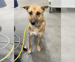 German Shepherd Dog-Unknown Mix Dogs for adoption in Forestville, MD, USA