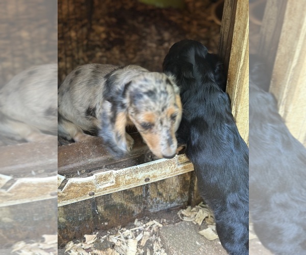 Medium Photo #3 Dachshund Puppy For Sale in LOUISA, VA, USA