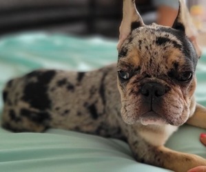 French Bulldog Puppy for sale in TAMPA, FL, USA