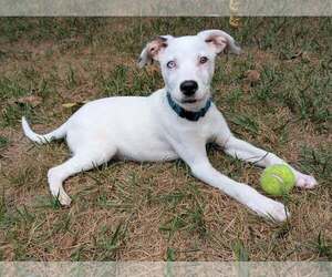 Oliver - Male Aussiedor Dog for Adoption - Photo #2