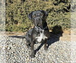 Small #5 American Staffordshire Terrier