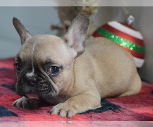 French Bulldog Puppy for sale in PROVIDENCE, RI, USA