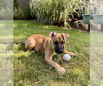 Small #5 Labrador Retriever Mix