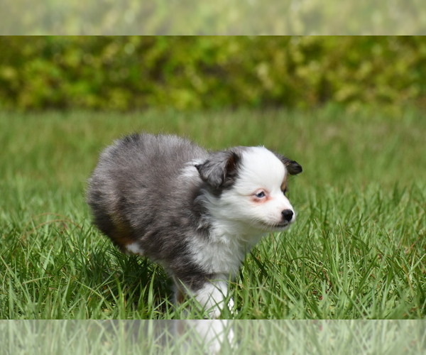 Medium Photo #4 Miniature Australian Shepherd Puppy For Sale in PALM COAST, FL, USA