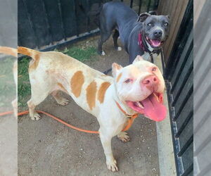 American Pit Bull Terrier-Unknown Mix Dogs for adoption in Long Beach, CA, USA
