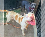 Small American Pit Bull Terrier Mix