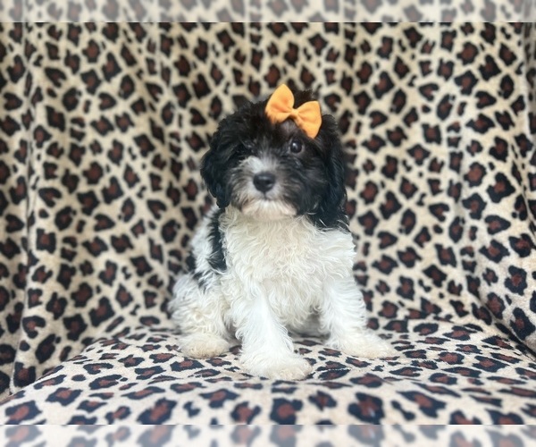 Medium Photo #9 Cavapoo Puppy For Sale in LAKELAND, FL, USA