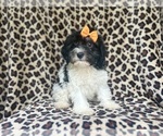 Small #8 Cavapoo