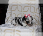 Small Photo #3 Australian Shepherd Puppy For Sale in TERREBONNE, OR, USA