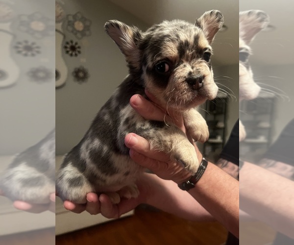 Medium Photo #9 French Bulldog Puppy For Sale in BEREA, KY, USA