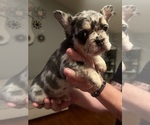 Small #8 French Bulldog