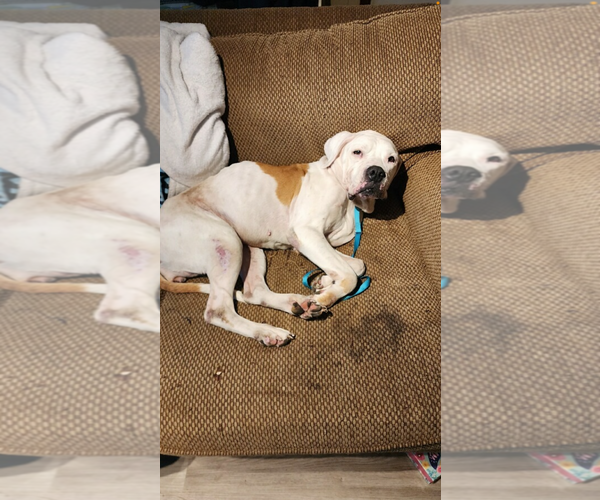Medium Photo #2 American Pit Bull Terrier Puppy For Sale in Blairsville, GA, USA