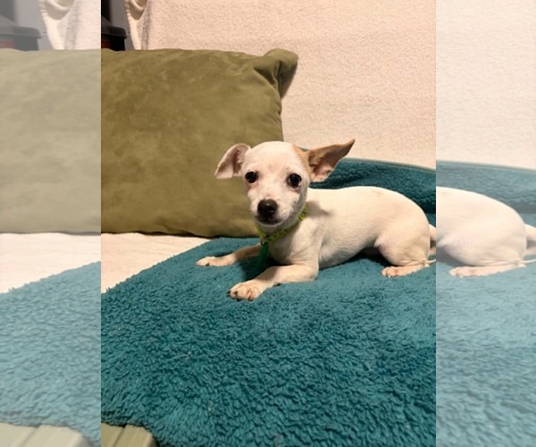 Medium Photo #6 Chihuahua-Unknown Mix Puppy For Sale in Mukwonago, WI, USA