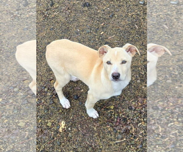 Medium Photo #13 Mutt Puppy For Sale in Rosenberg, TX, USA