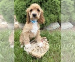 Small #2 Cocker Spaniel