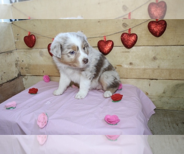 Medium Photo #3 Australian Shepherd Puppy For Sale in MARION, IN, USA