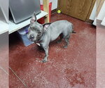 Small #1 Mutt