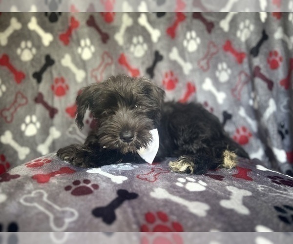 Medium Photo #9 Schnauzer (Miniature) Puppy For Sale in LAKELAND, FL, USA