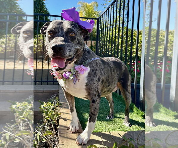 Medium Photo #5 American Pit Bull Terrier-Unknown Mix Puppy For Sale in Redlands, CA, USA