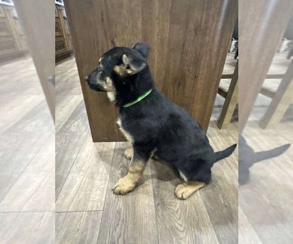 Medium Photo #14 German Shepherd Dog Puppy For Sale in OSAGE CITY, KS, USA