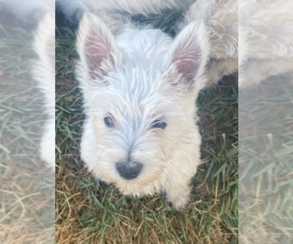 Medium Photo #1 West Highland White Terrier Puppy For Sale in FILLMORE, CA, USA