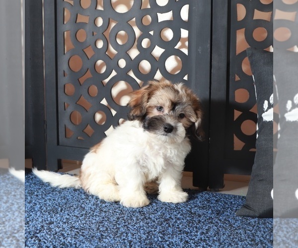 Medium Photo #2 Zuchon Puppy For Sale in MOUNT VERNON, OH, USA