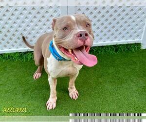 American Pit Bull Terrier Dogs for adoption in West Palm Beach, FL, USA