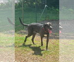 Small #3 Golden Retriever-Great Dane Mix