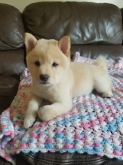 Shiba Inu Puppy for sale in WESTMINSTER, CA, USA
