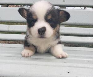 Pembroke Welsh Corgi Puppy for sale in MILTON, WI, USA