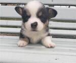 Small Pembroke Welsh Corgi