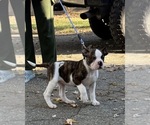 Small #3 American Bulldog