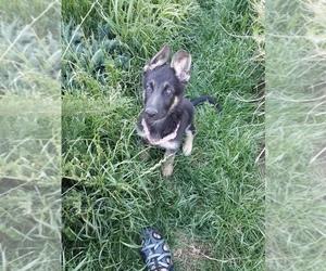 German Shepherd Dog Puppy for sale in BREWSTER, CO, USA