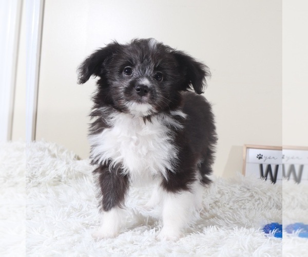 Medium Photo #1 Aussiedoodle Toy Puppy For Sale in MOUNT VERNON, OH, USA