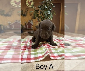 Labrador Retriever Puppy for sale in NEW WAVERLY, TX, USA