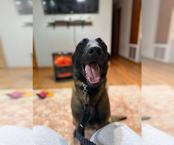 Medium Photo #2 Mutt Puppy For Sale in Imlay City, MI, USA