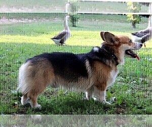 Father of the Pembroke Welsh Corgi puppies born on 06/28/2023