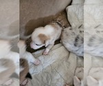 Small Photo #5 American Corgi Puppy For Sale in NOWATA, OK, USA