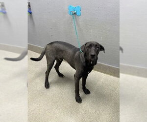 Labmaraner Dogs for adoption in Las Vegas, NV, USA