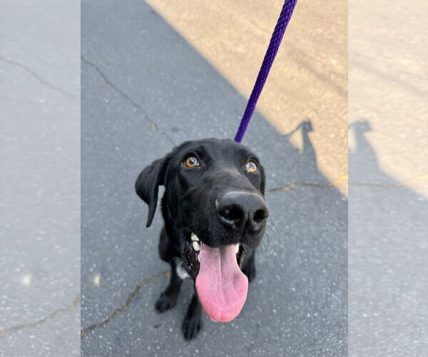 Medium Photo #3 German Shorthaired Lab Puppy For Sale in San Diego, CA, USA