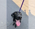 Small #2 German Shorthaired Lab