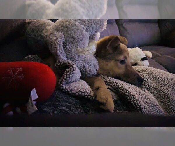 Medium Photo #2 Shepradors Puppy For Sale in Princeton, MN, USA