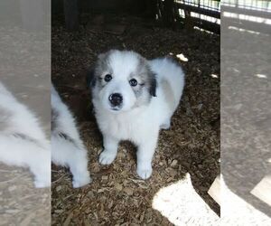 Great Pyrenees Puppy for sale in GRANDVIEW, TX, USA