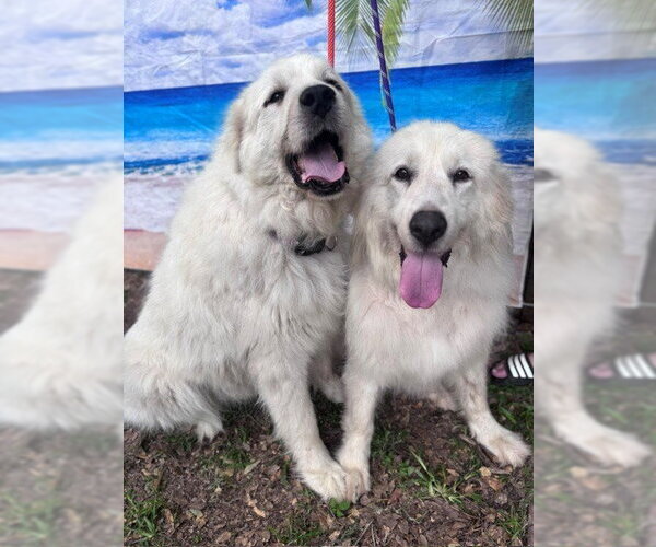 Medium Photo #8 Great Pyrenees Puppy For Sale in Spring, TX, USA