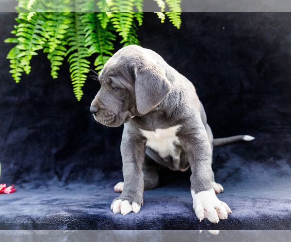 Medium Photo #31 Great Dane Puppy For Sale in WAKARUSA, IN, USA