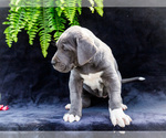 Small #17 Great Dane